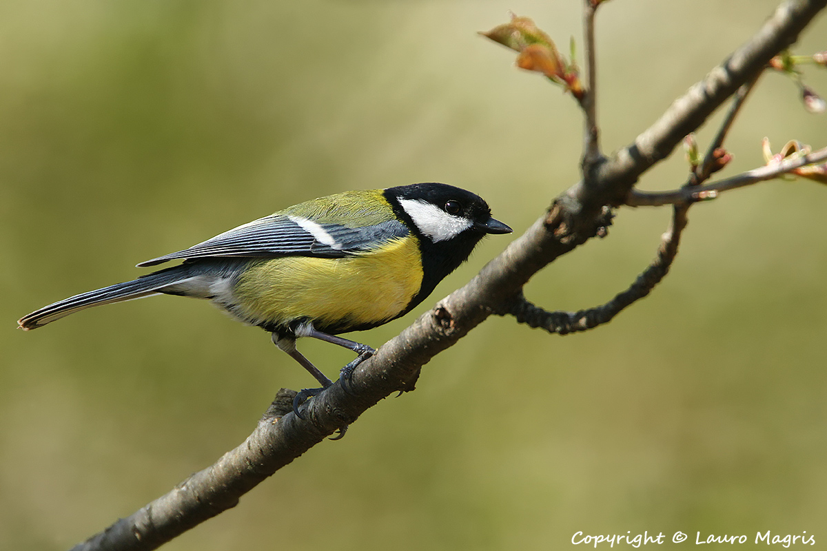 Parus major