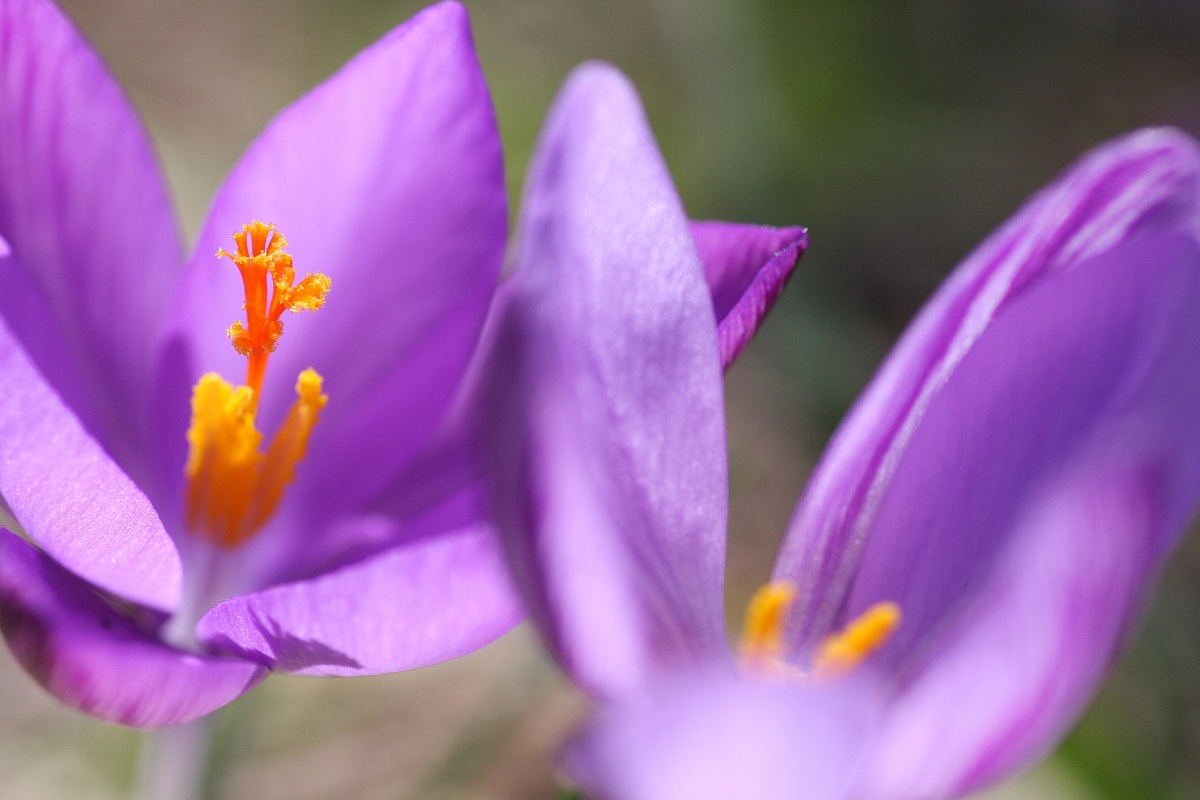 Saffron Crocus minimus-minor-