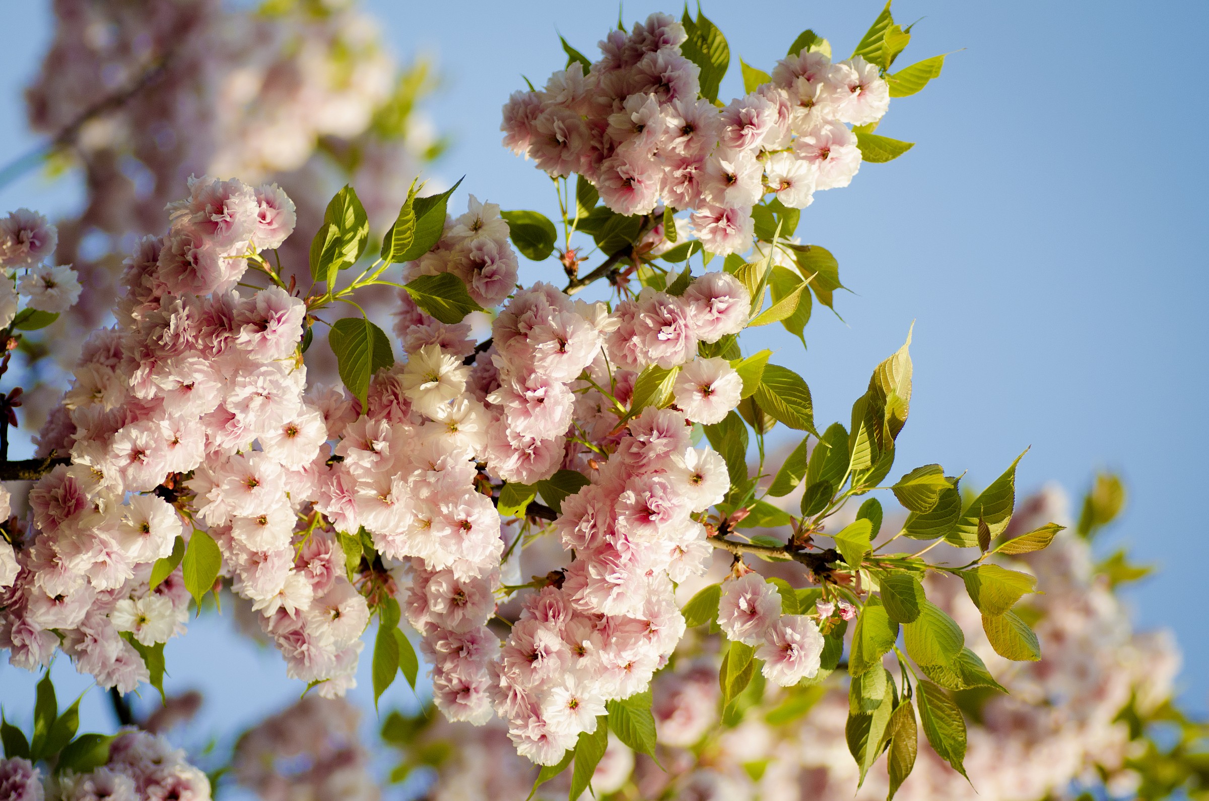 The flowers speak to us ...