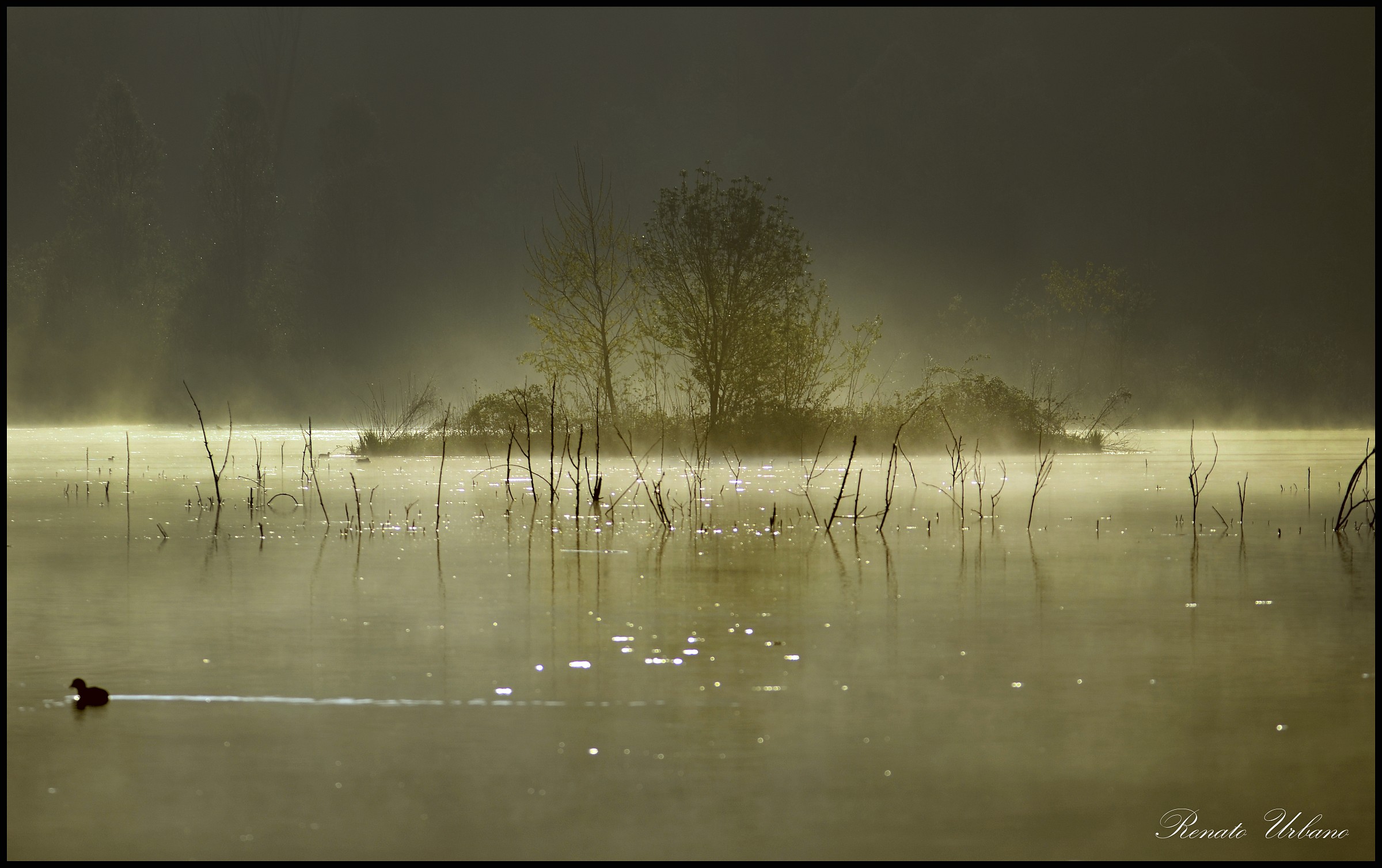 Il risveglio dello stagno