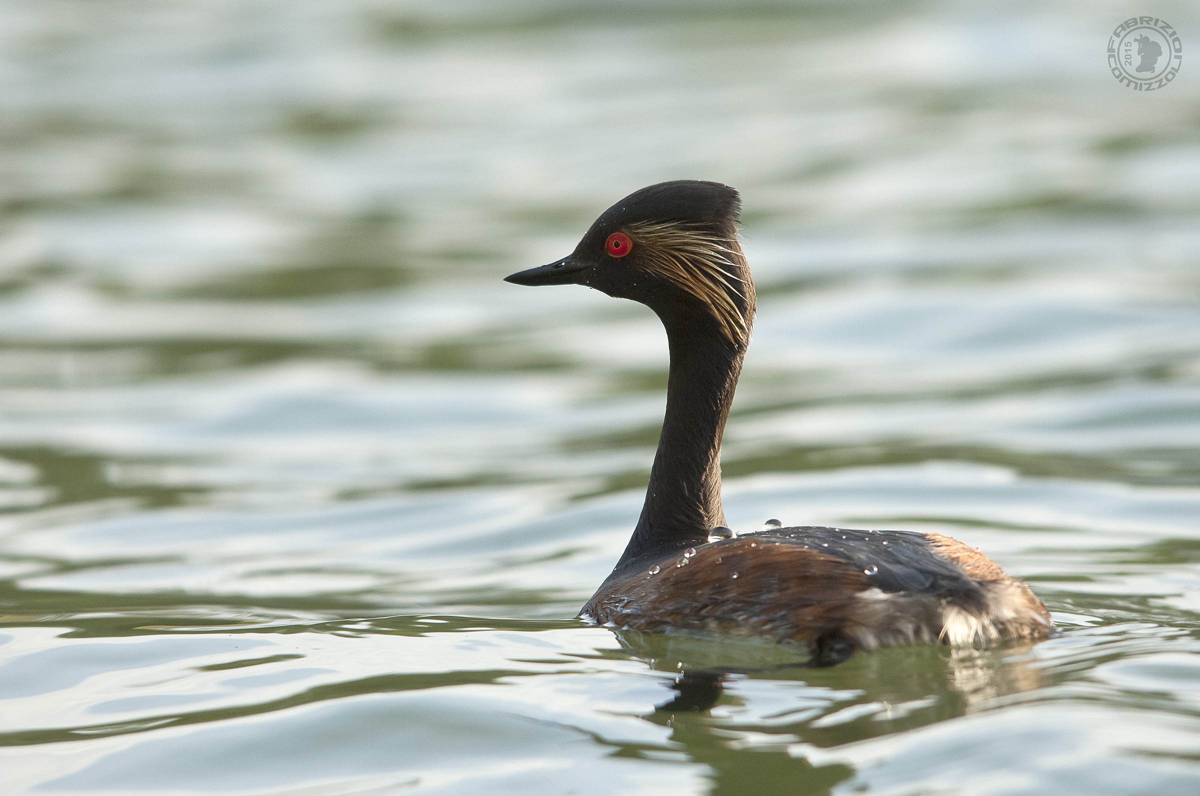 Black-necked Grebe - Eared Grebe