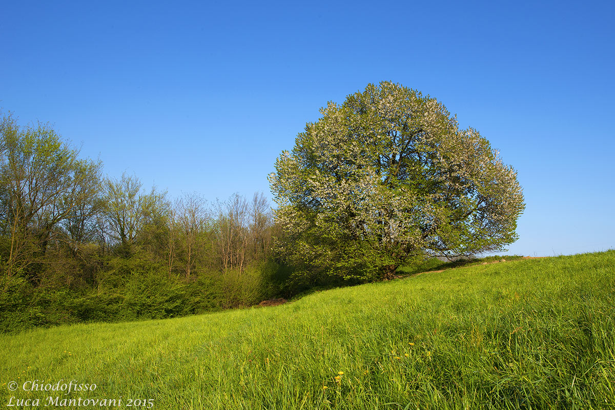 Il magico ciliegio