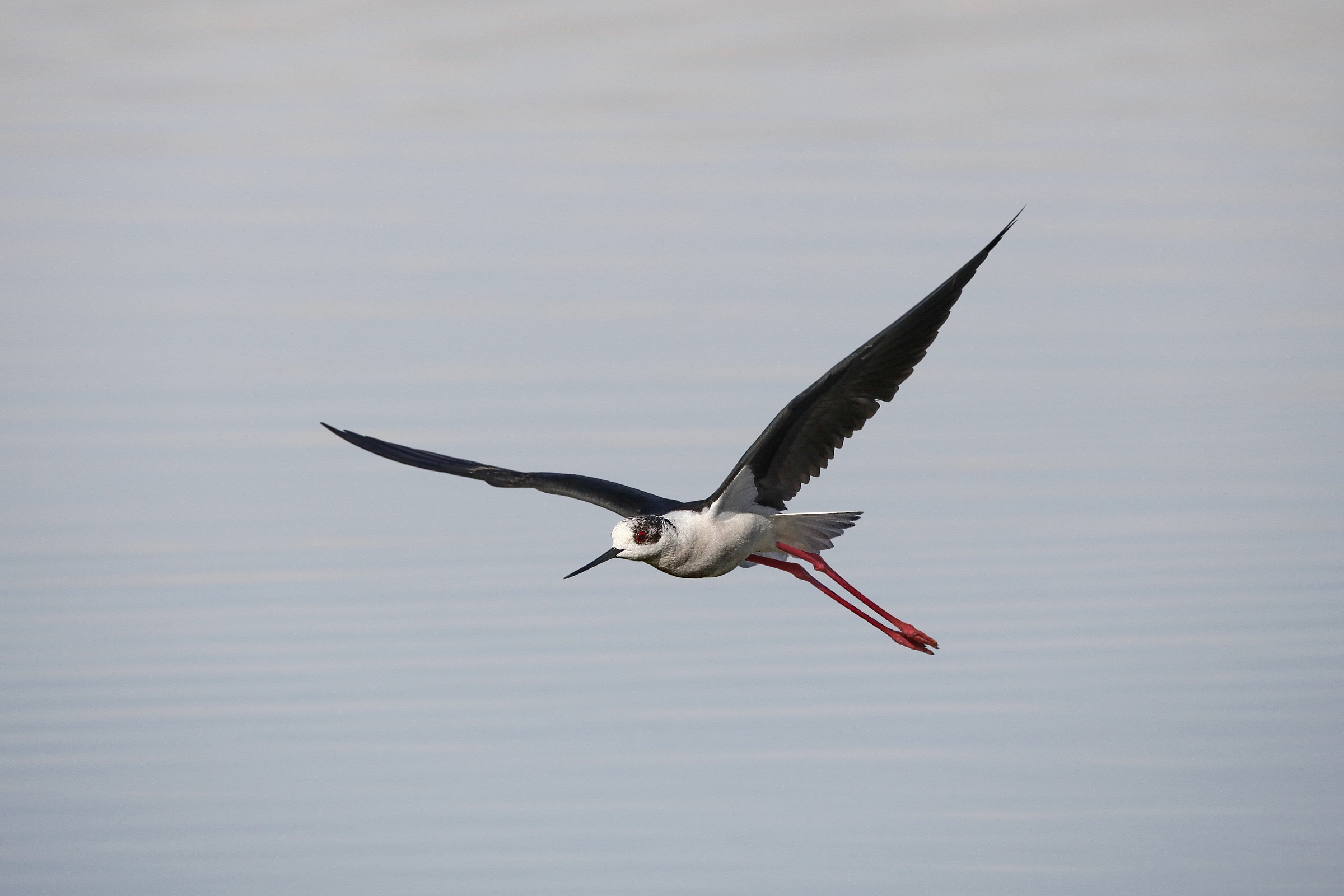 Cavaliere d'Italia in volo