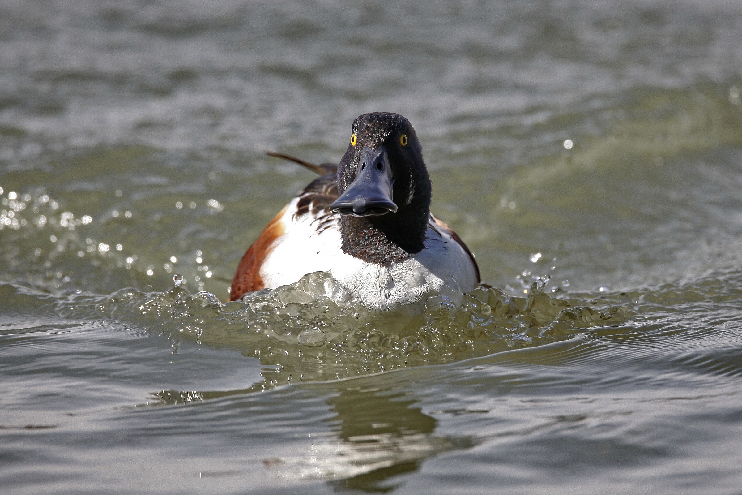 Mestolone nell'acqua bollente