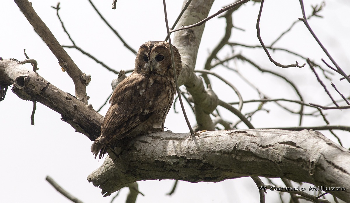 Allocco sorpreso di giorno  -Strix aluco-