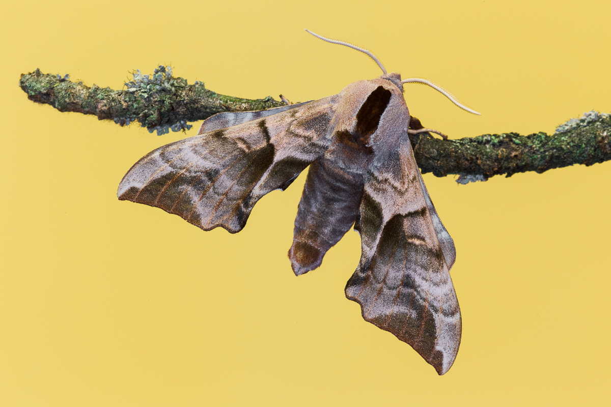 Sphinx ocellata (Imago)