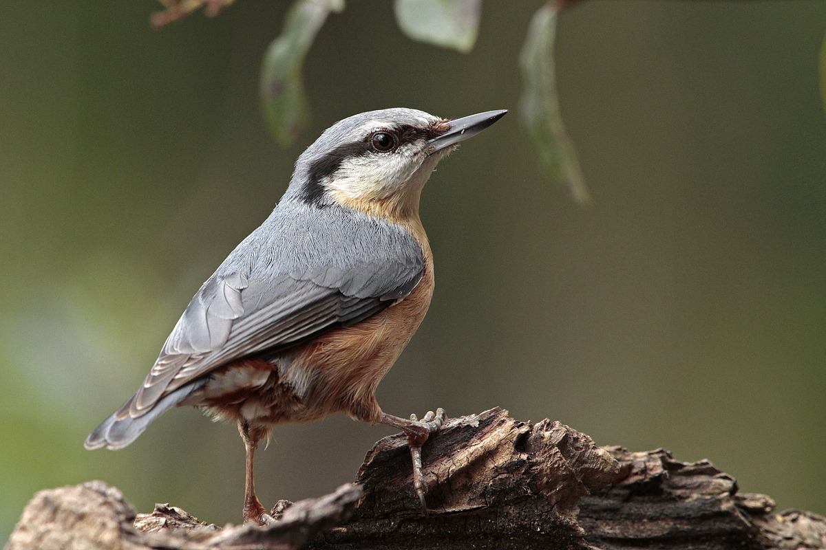 Nuthatch 3