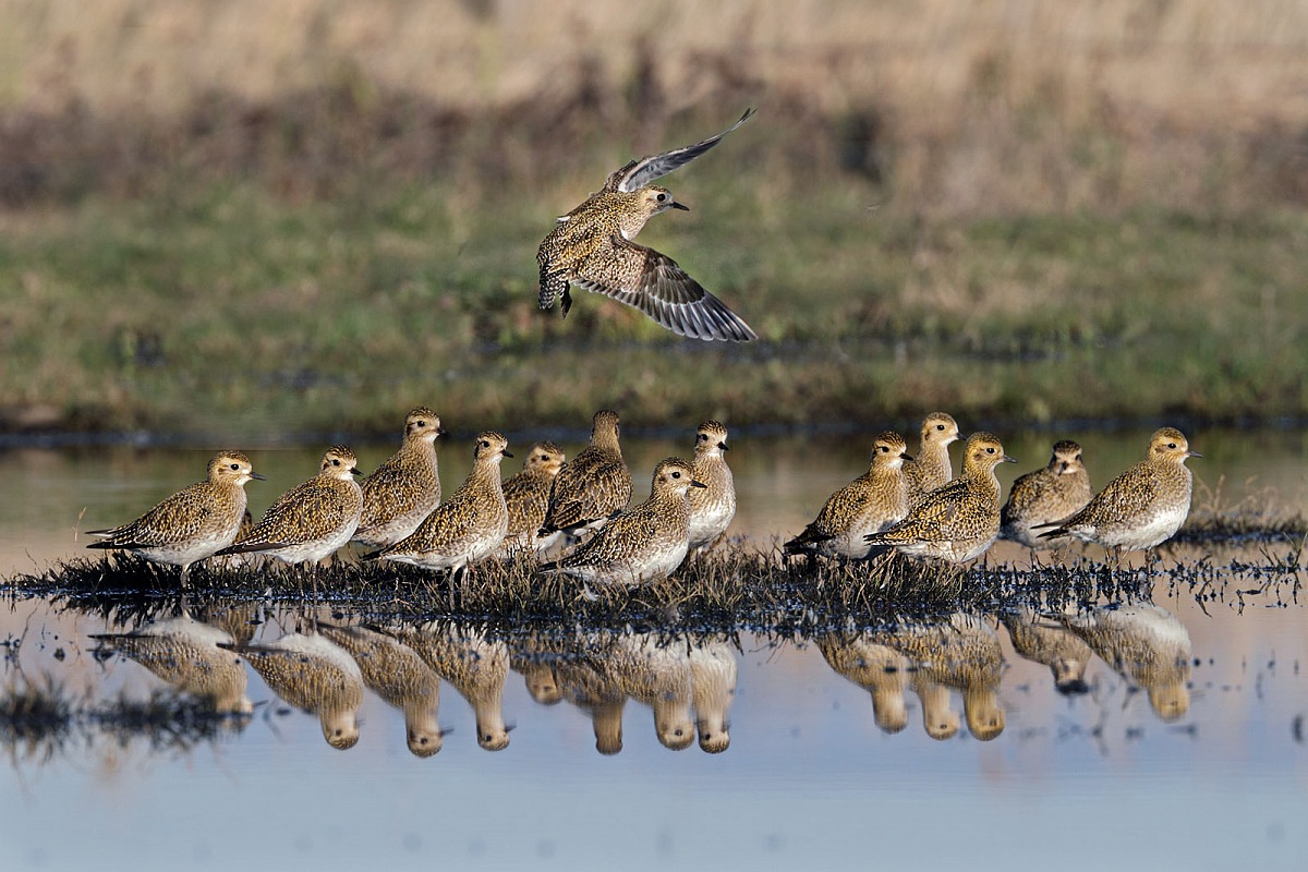 Golden plovers