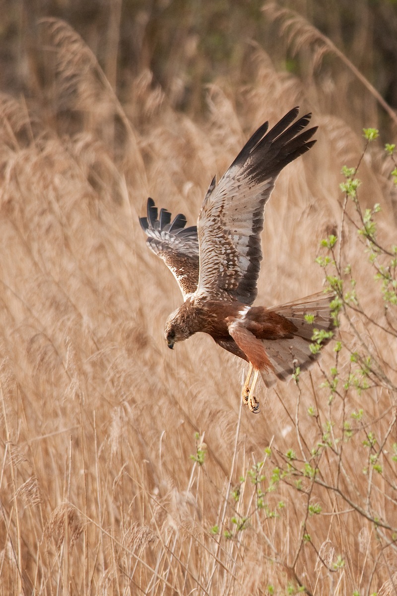 Marsh Harrier
