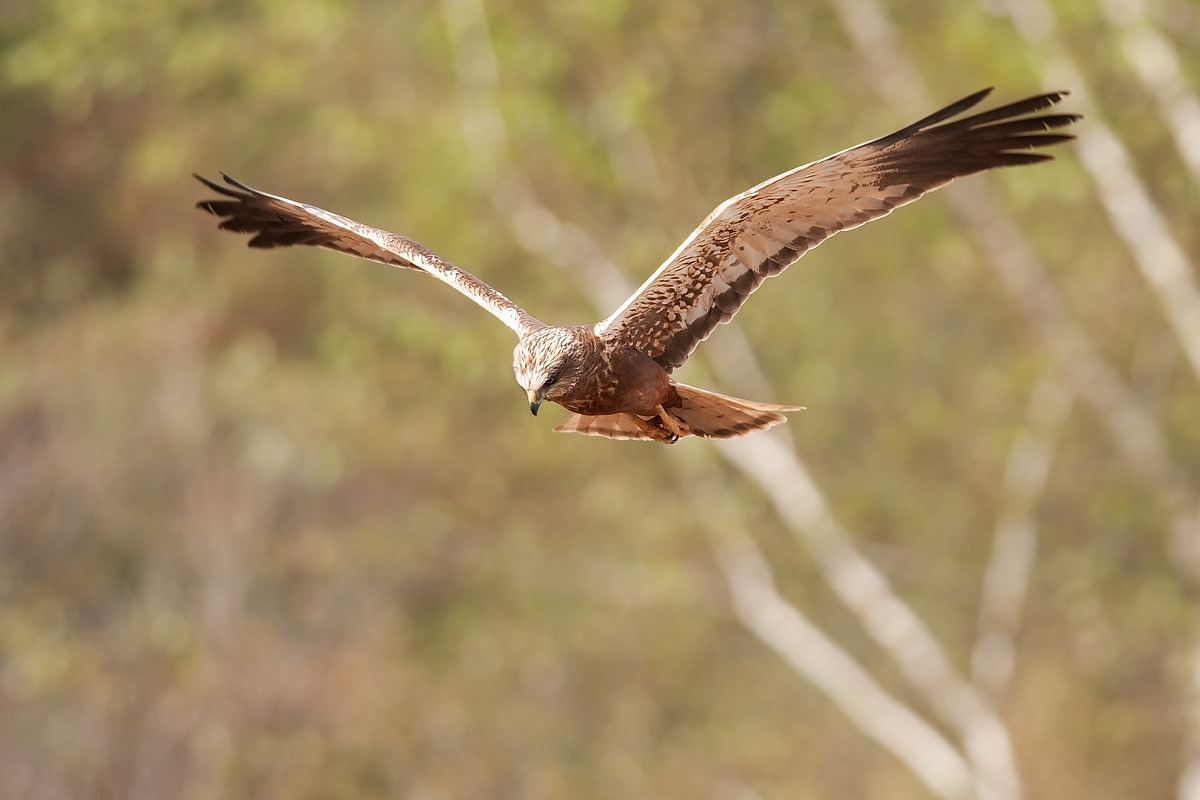 Marsh Harrier