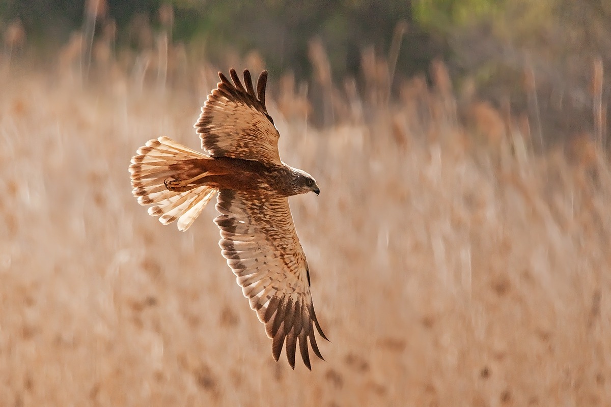Marsh Harrier
