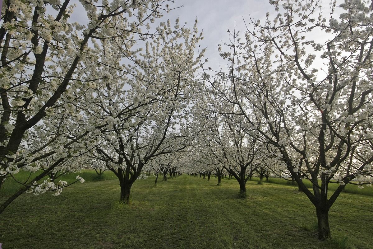 Cherry trees in Marostica