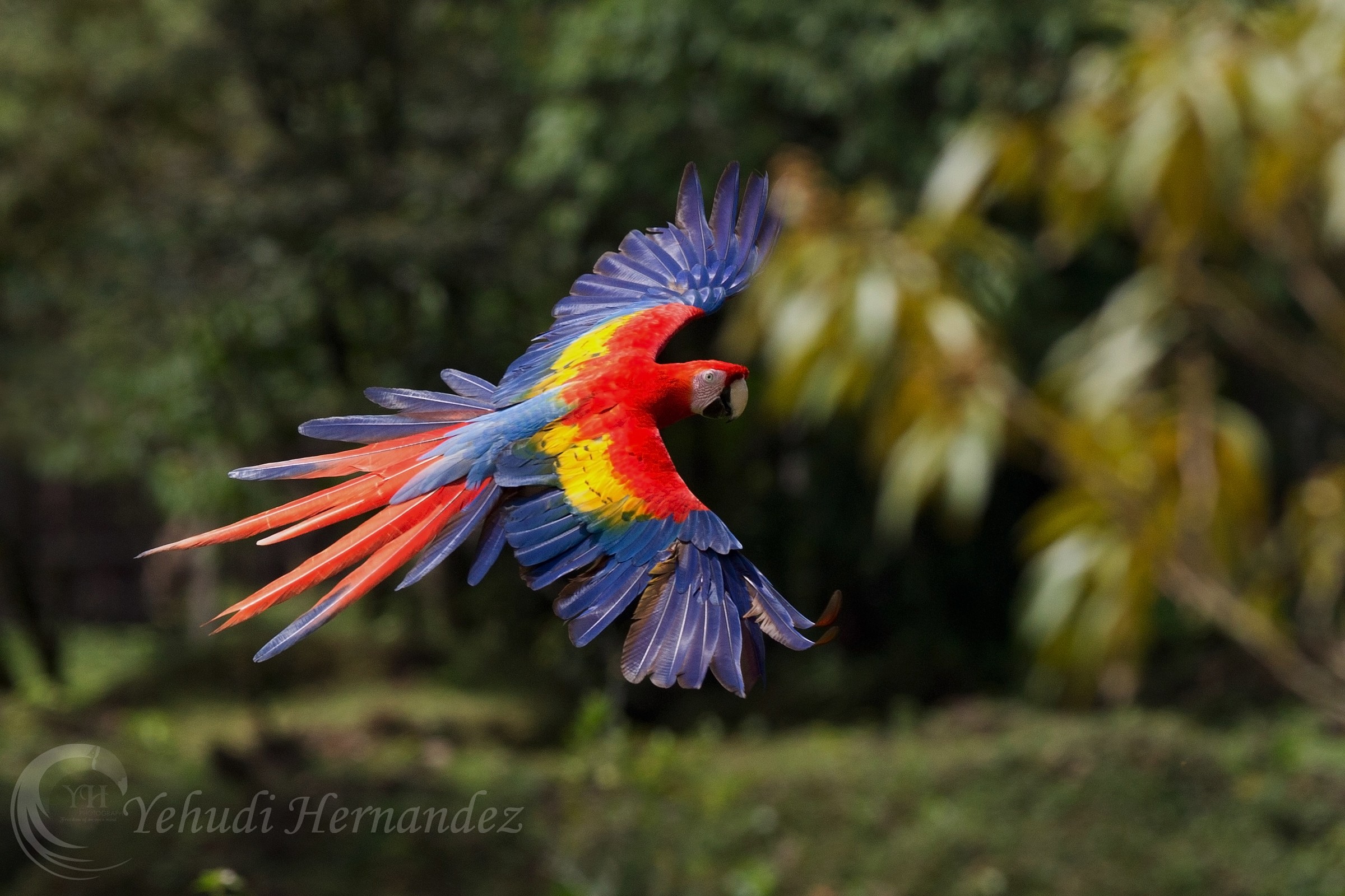 Scarlet Macaw