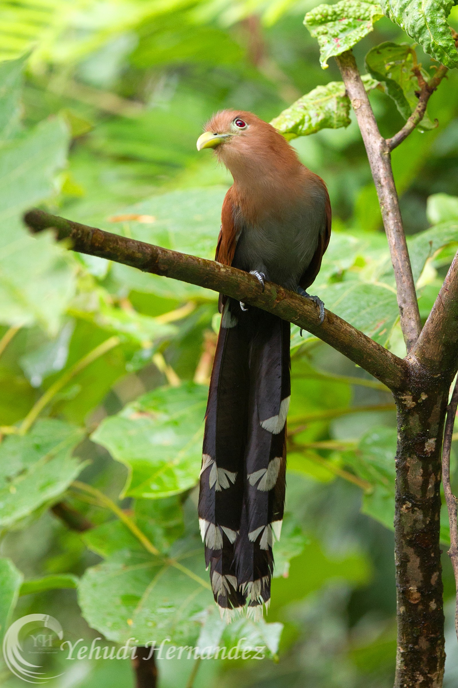 Squirrel Cuckoo