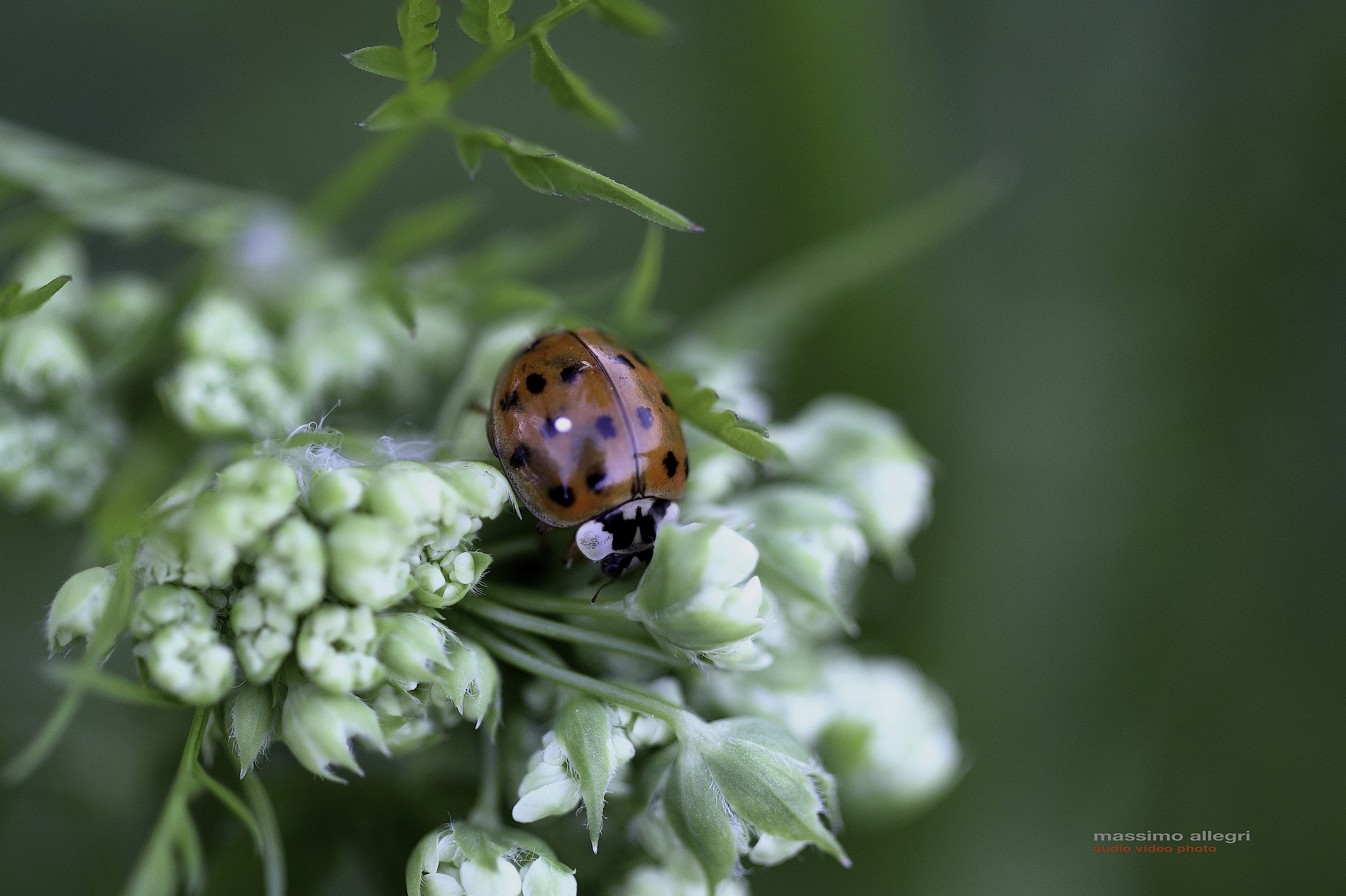 Ladybug