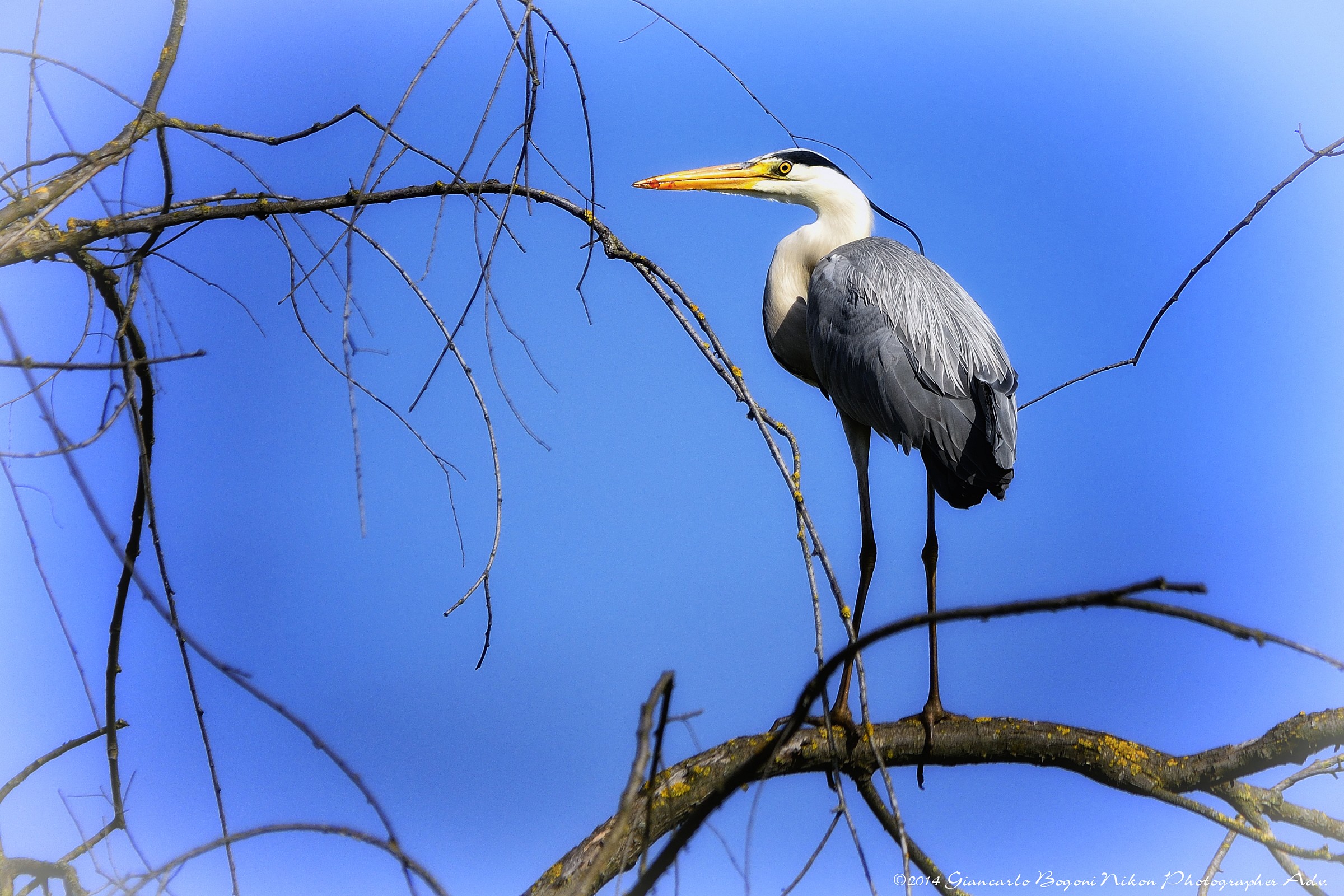 Grey Heron