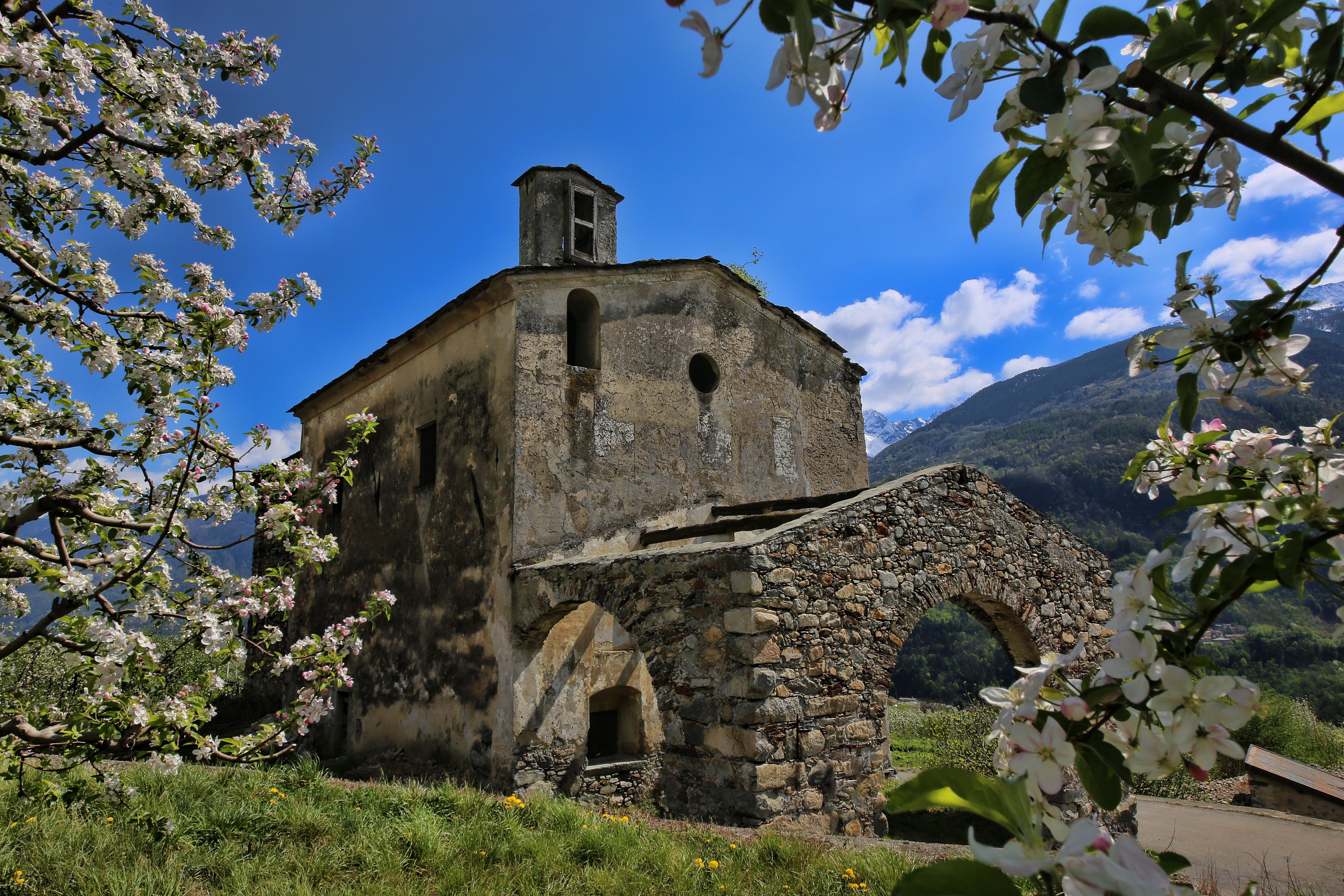 flowering in Santa Cristina