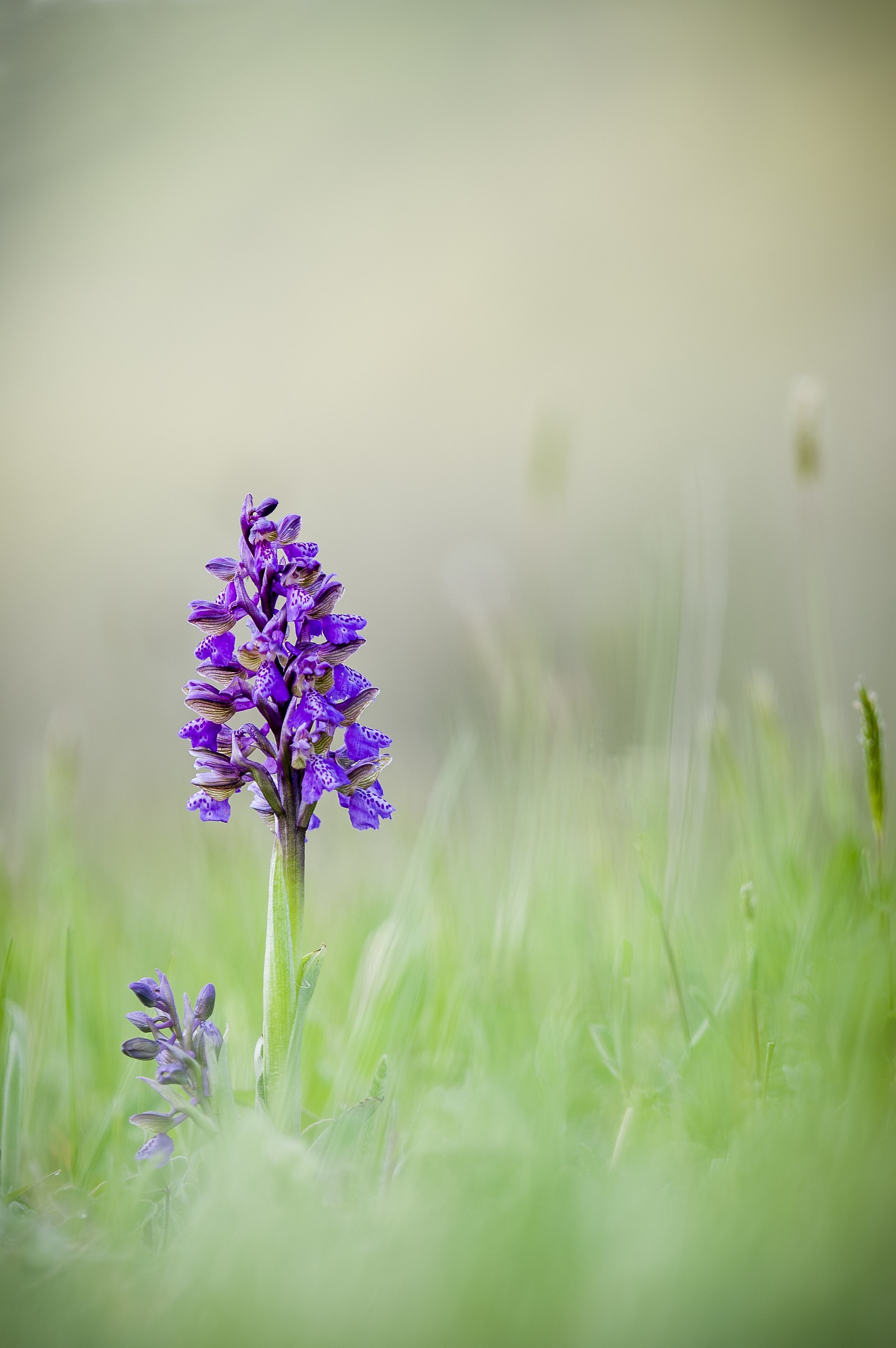 Anacamptis morio