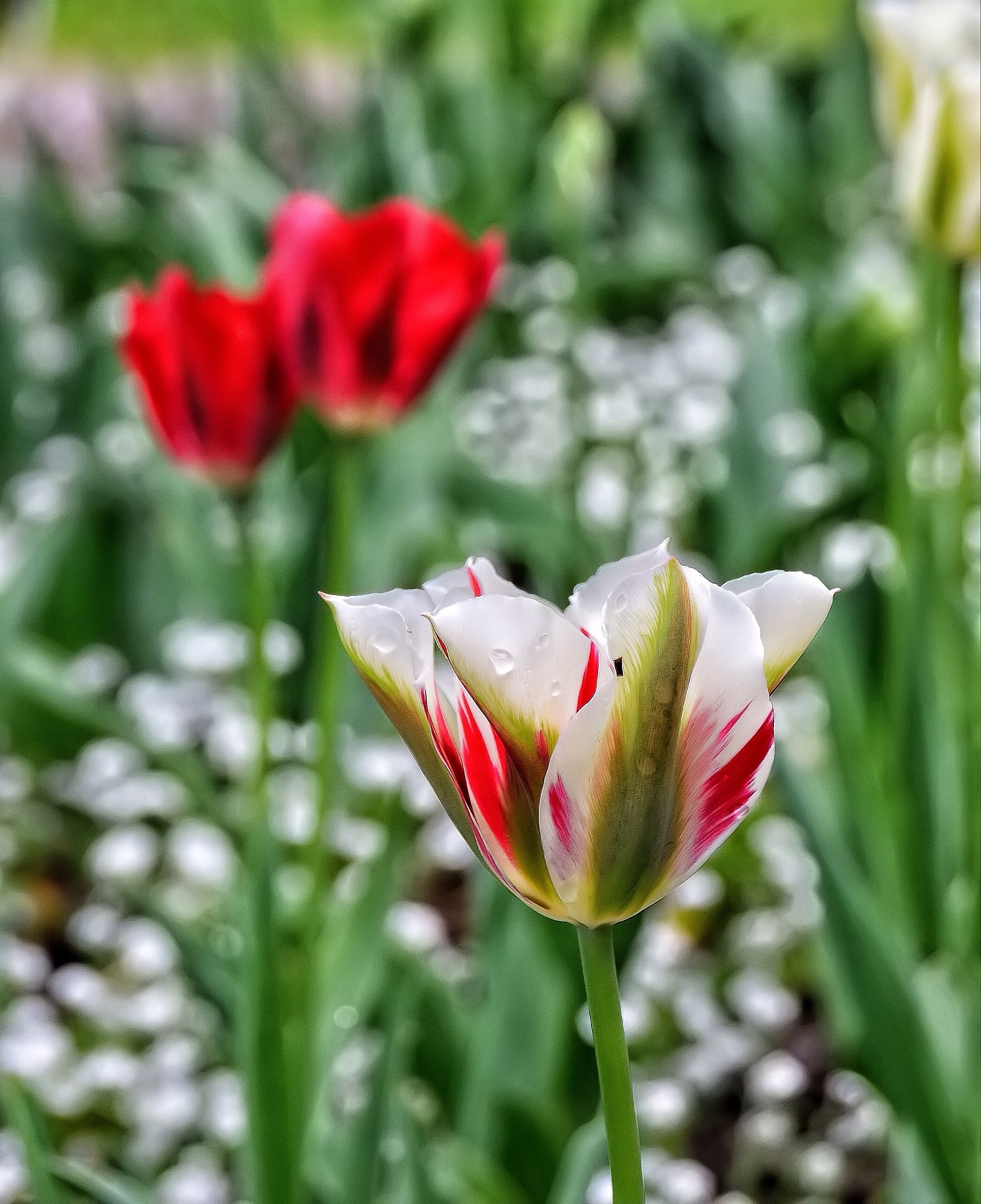 Tulip