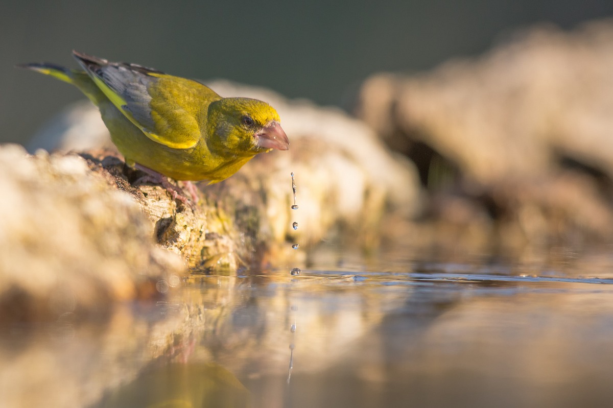 The thirst of Verdone