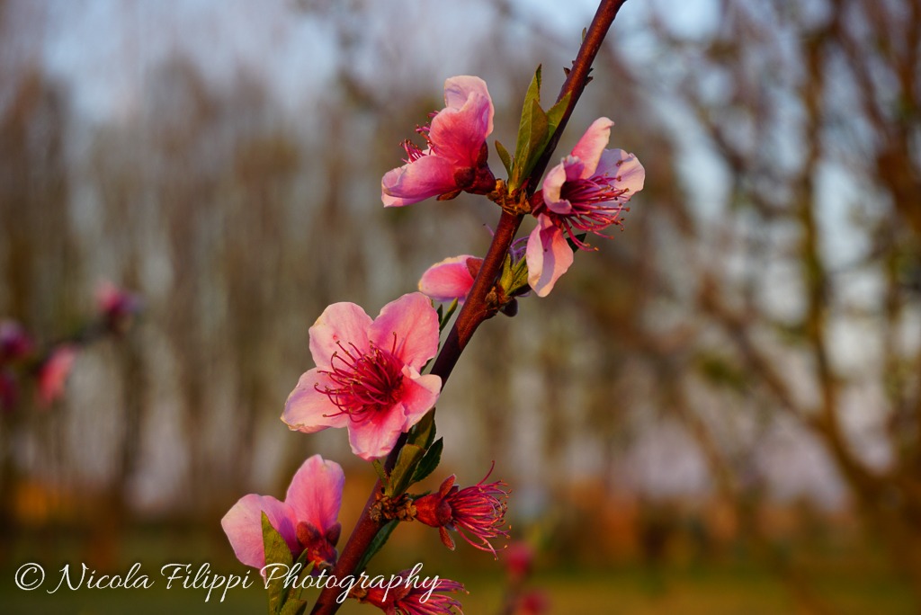Flowers apricot