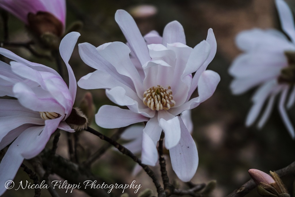 Magnolia stellata 2