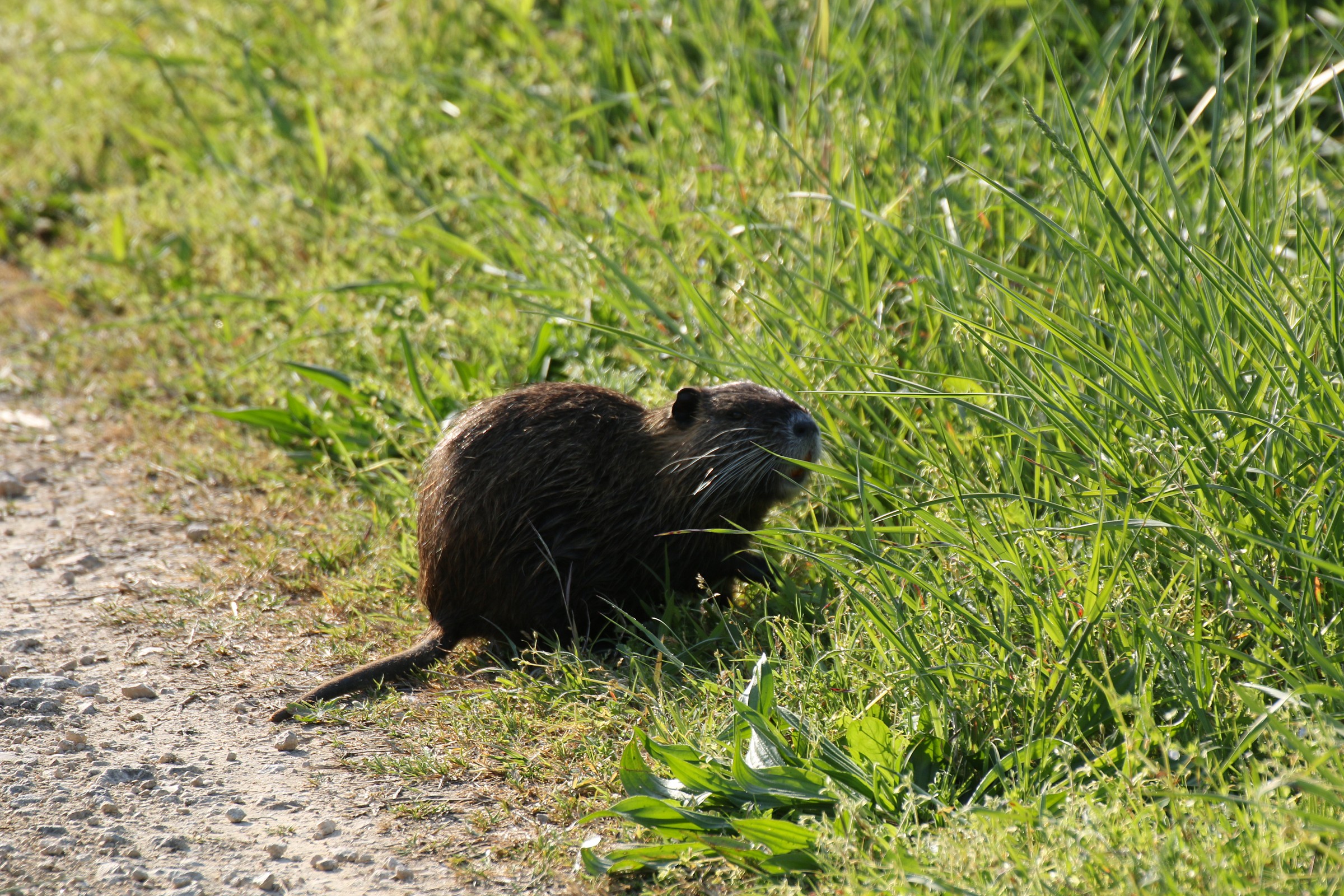Comacchio lagoon .... Close Encounter