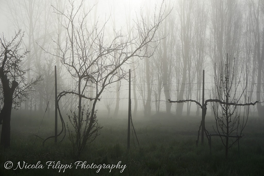 Alba, haze and fields