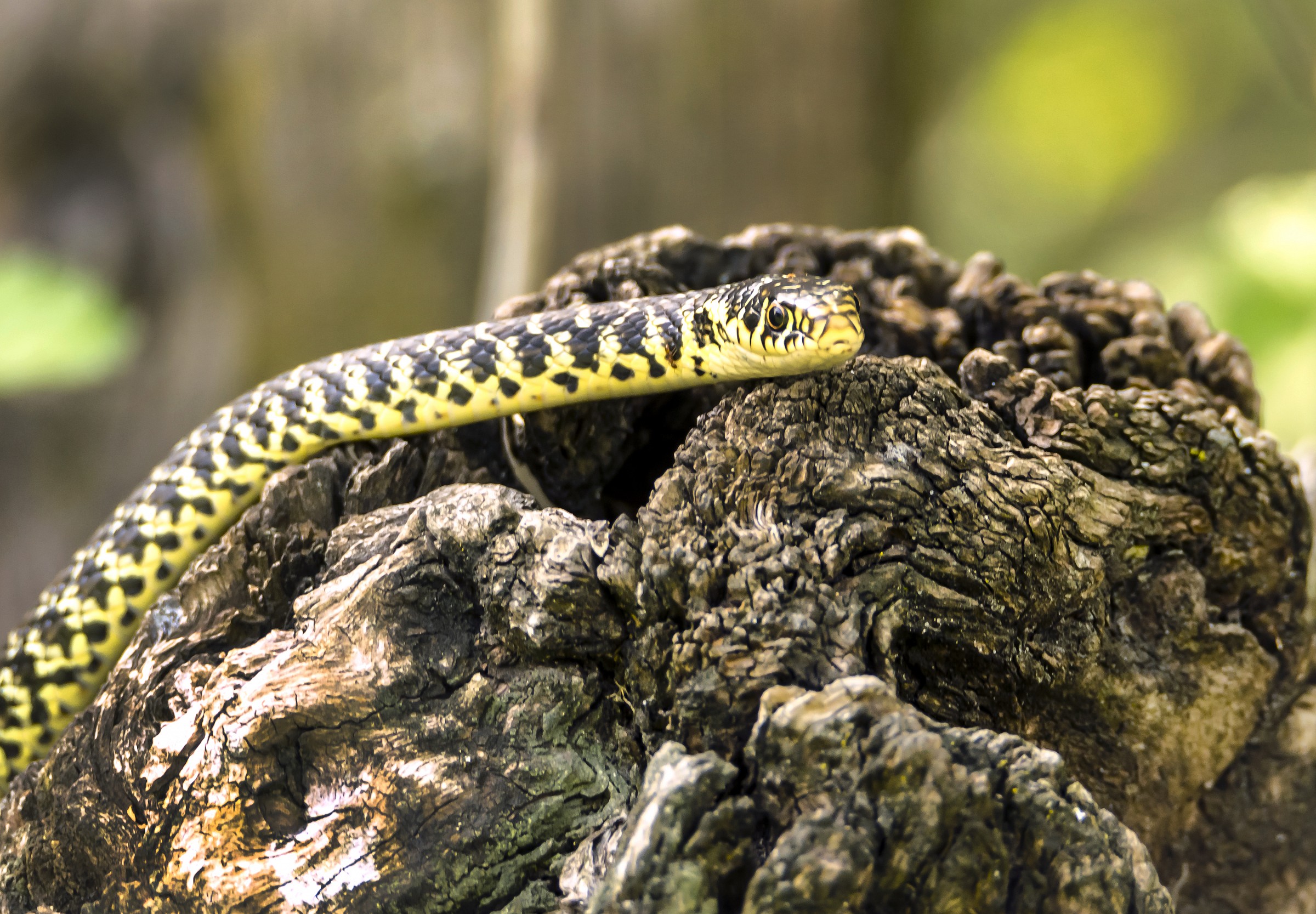 Incontro inaspettato ... ma gradito - (Biacco)