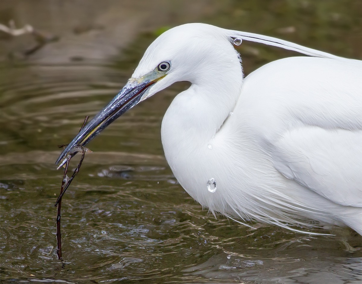 La garzetta e la sua preda