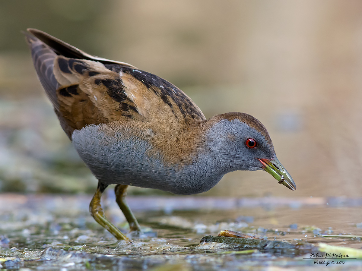 Schiribillo con preda