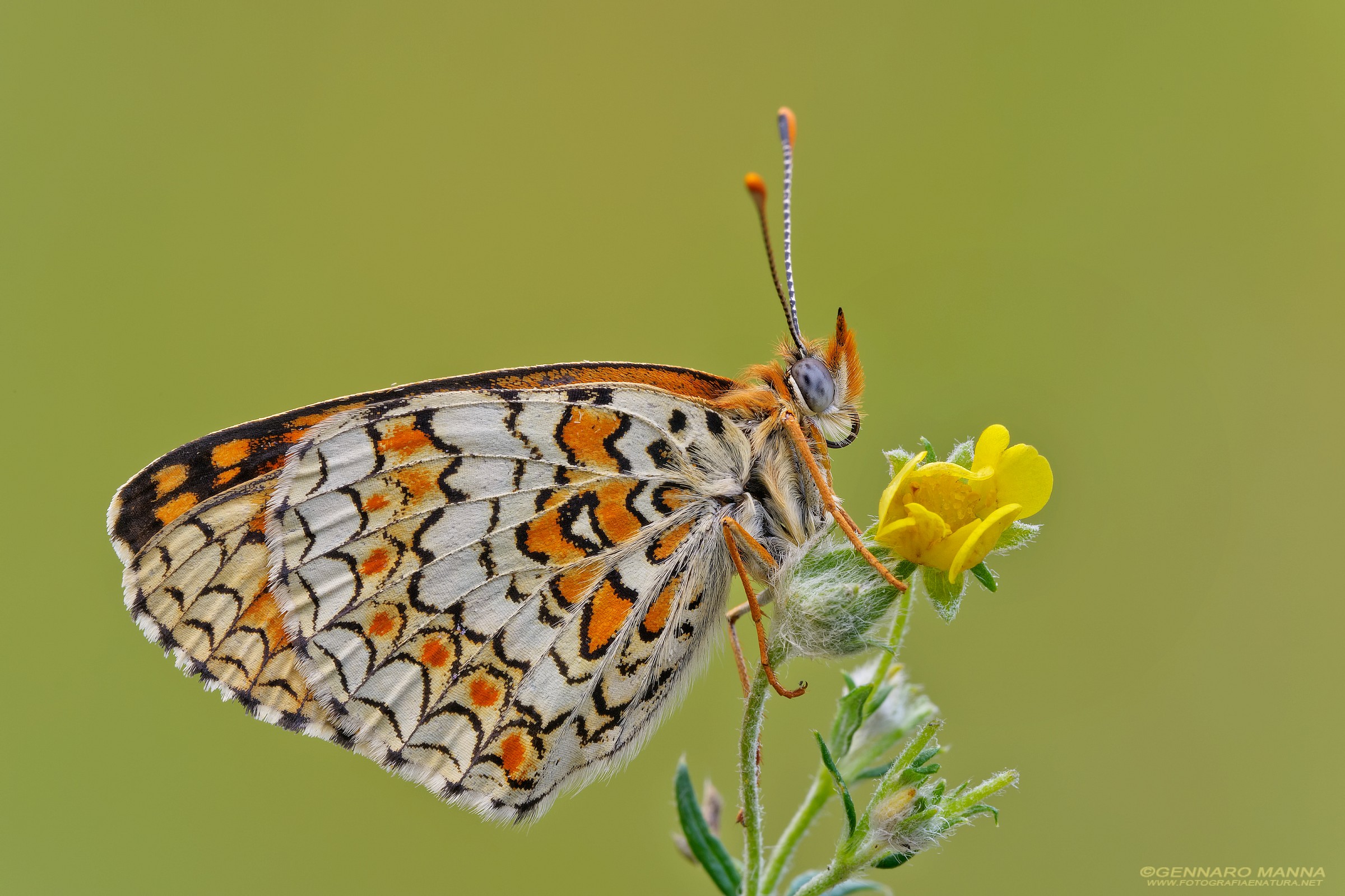 Melitaea ....