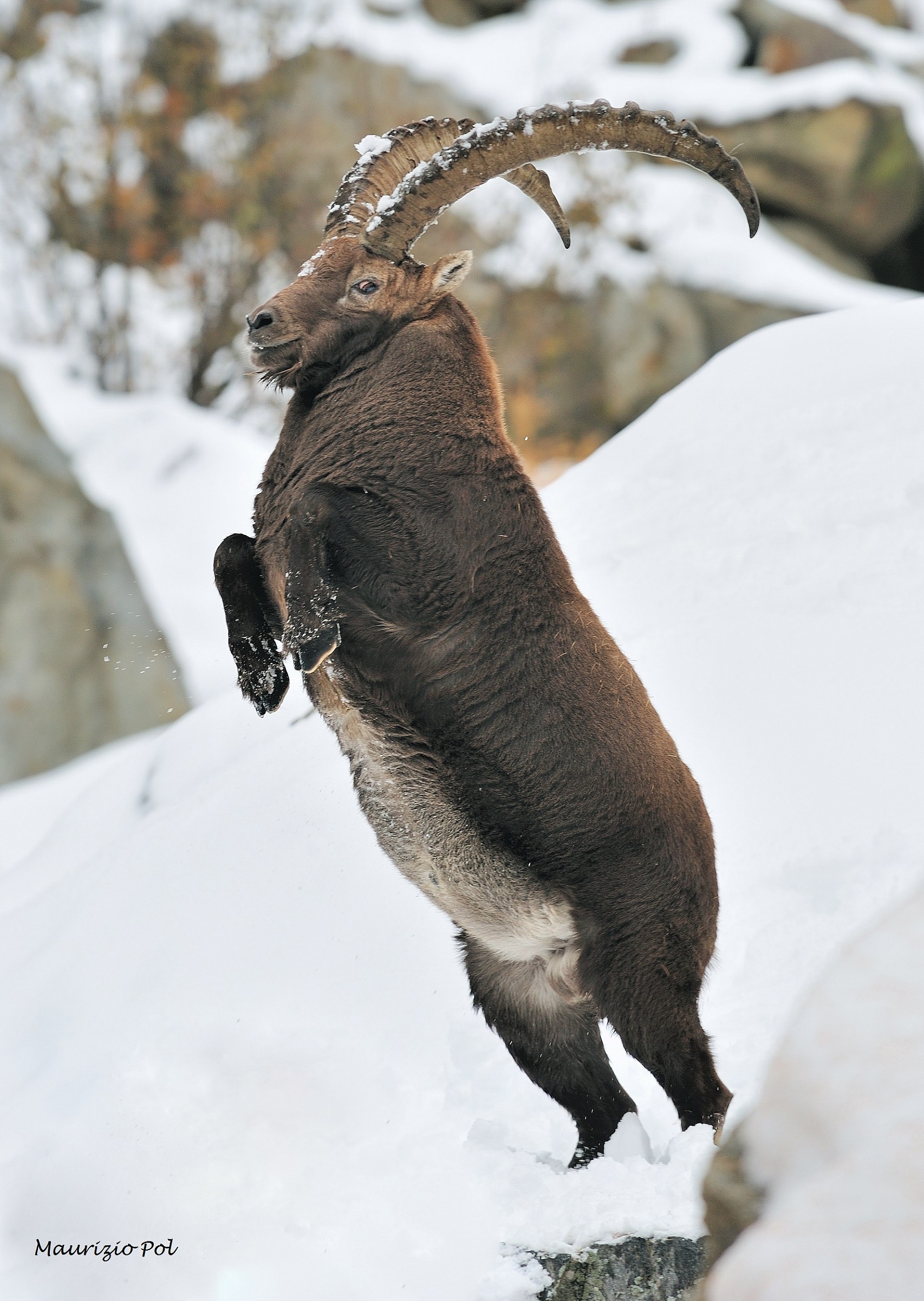 adult ready to charge