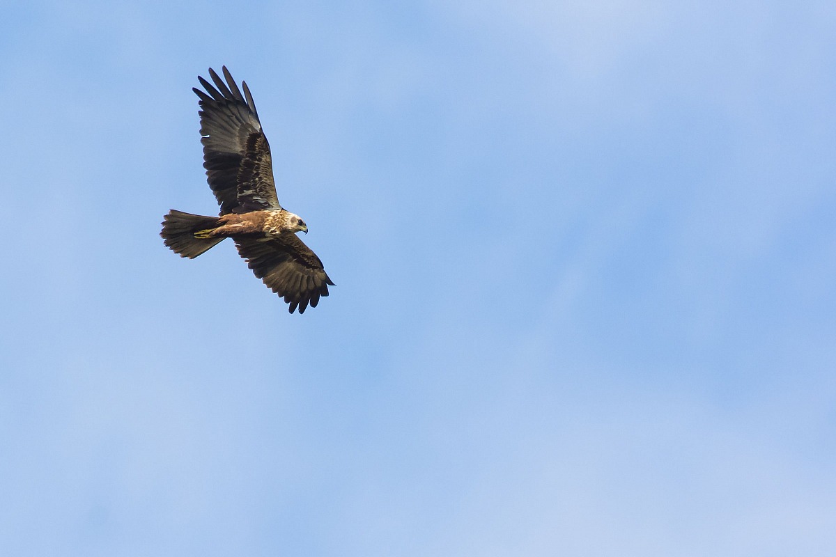 Marsh Harrier