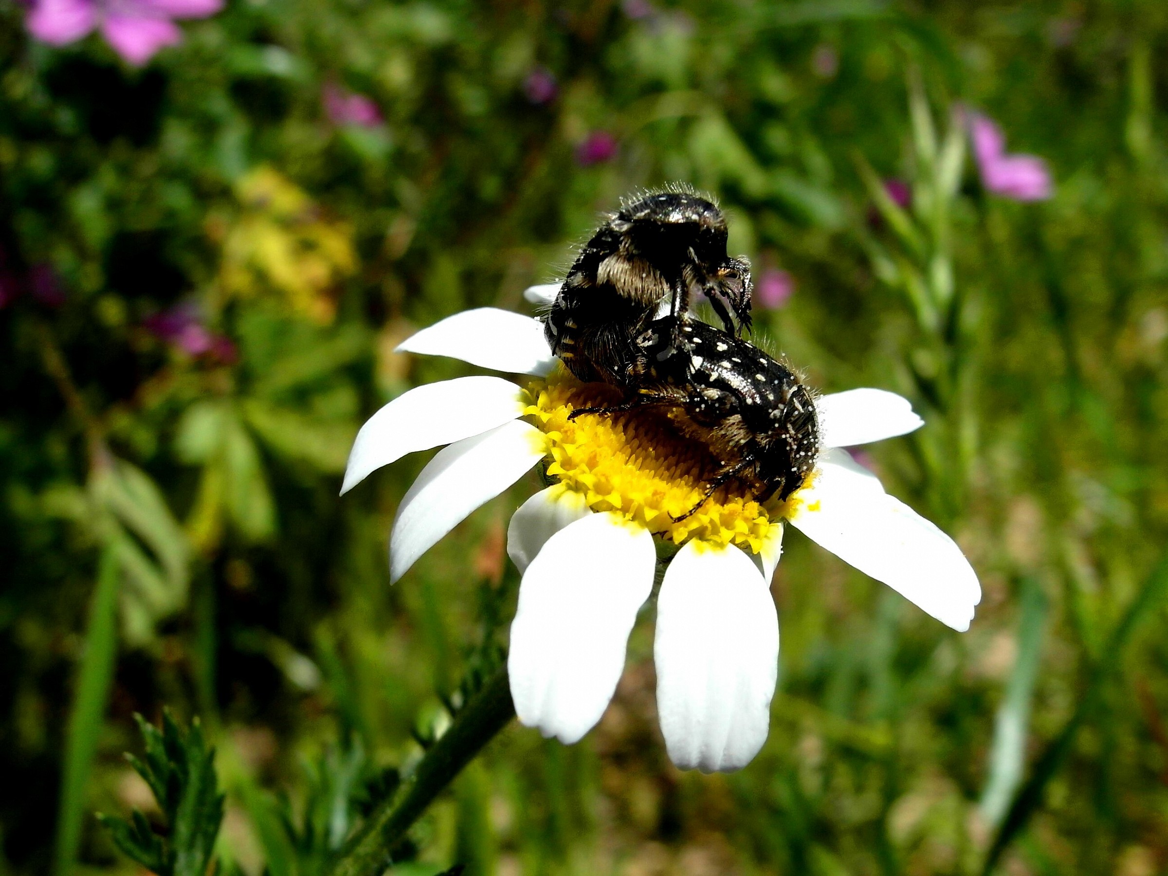 Conflitto di interesse