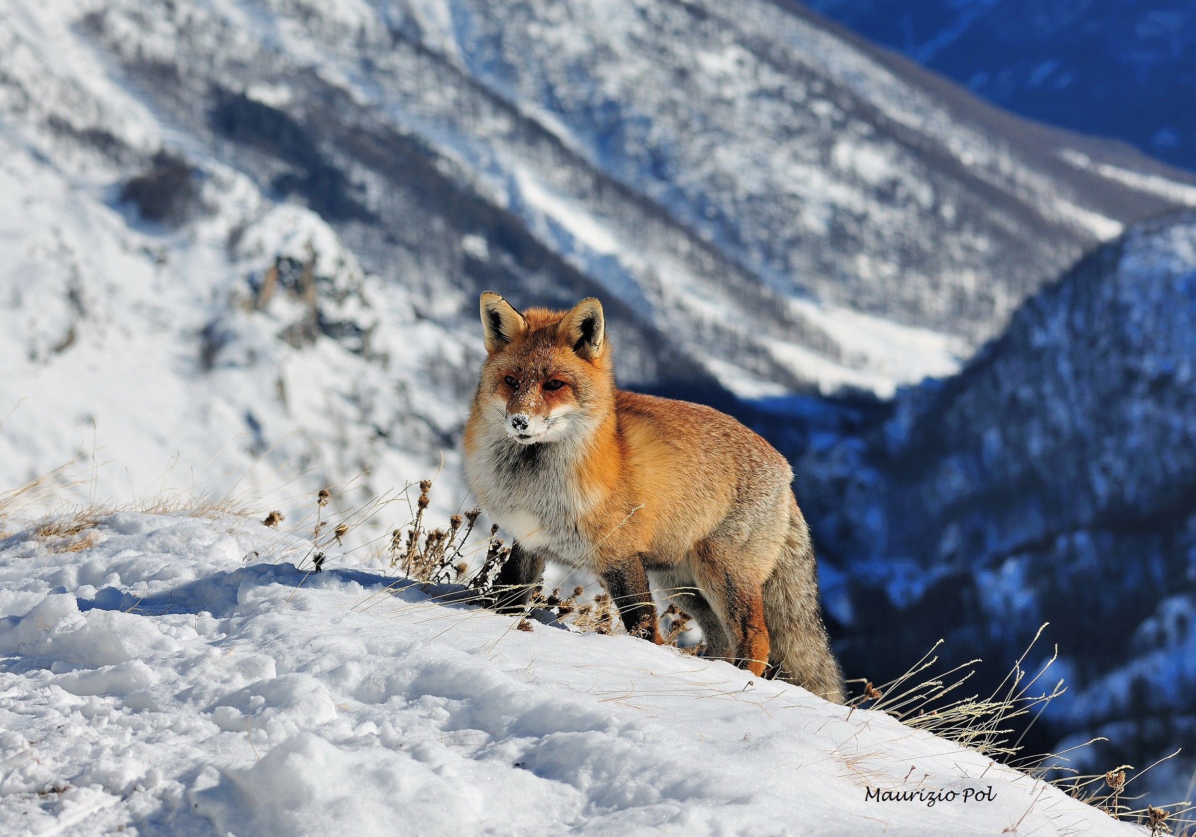 red fox in winter