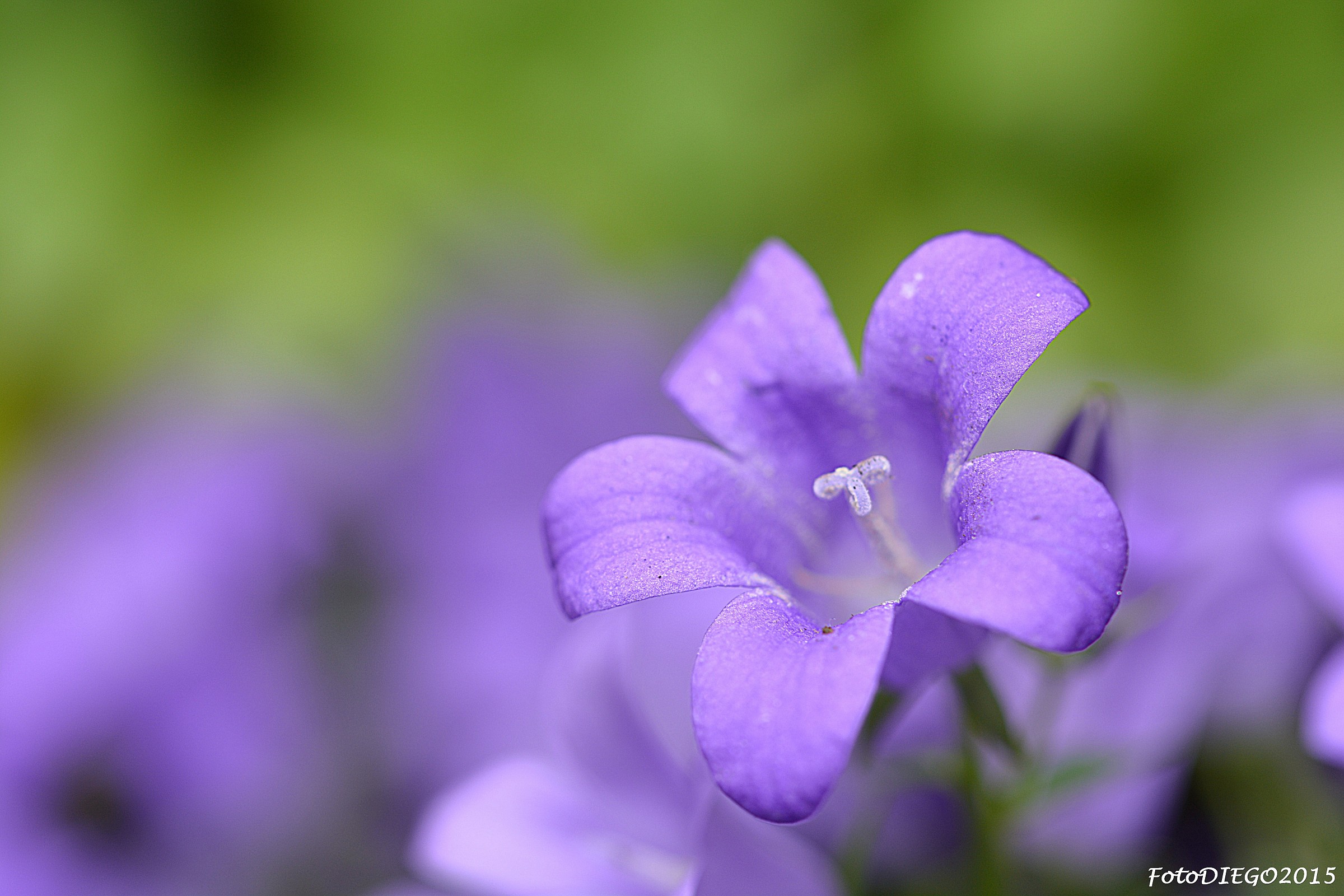 Campanula viola