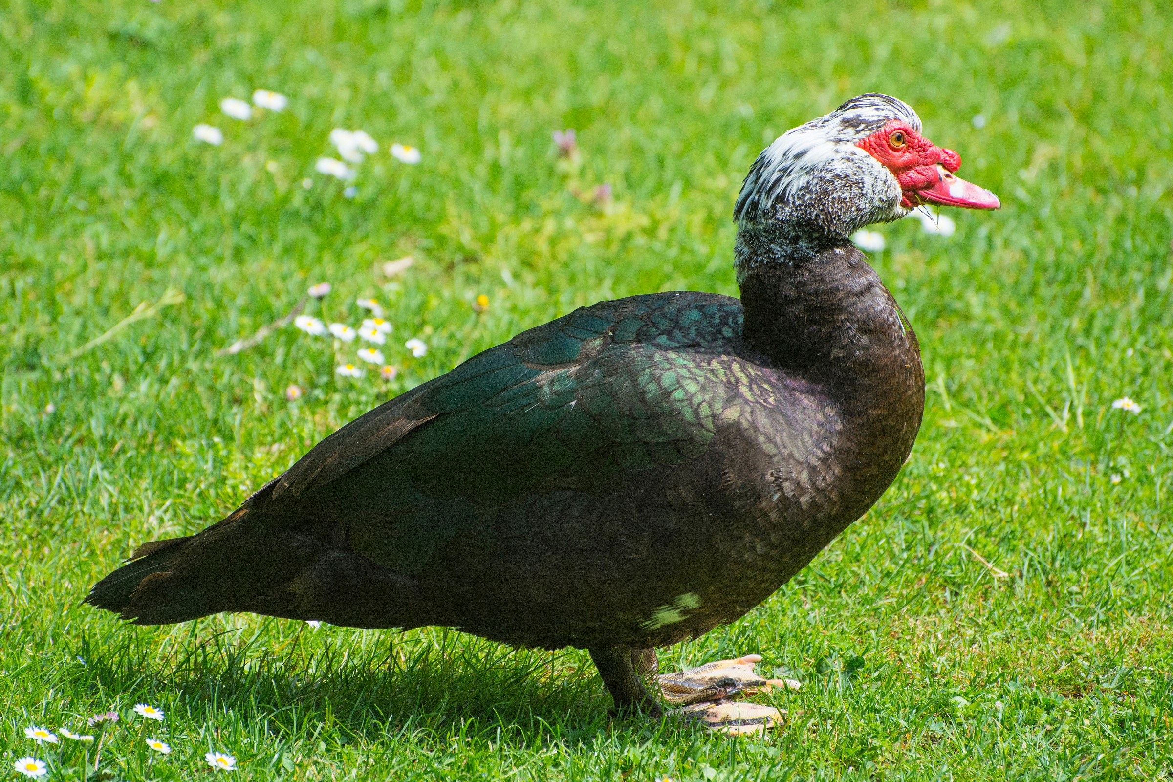 cairina moschata