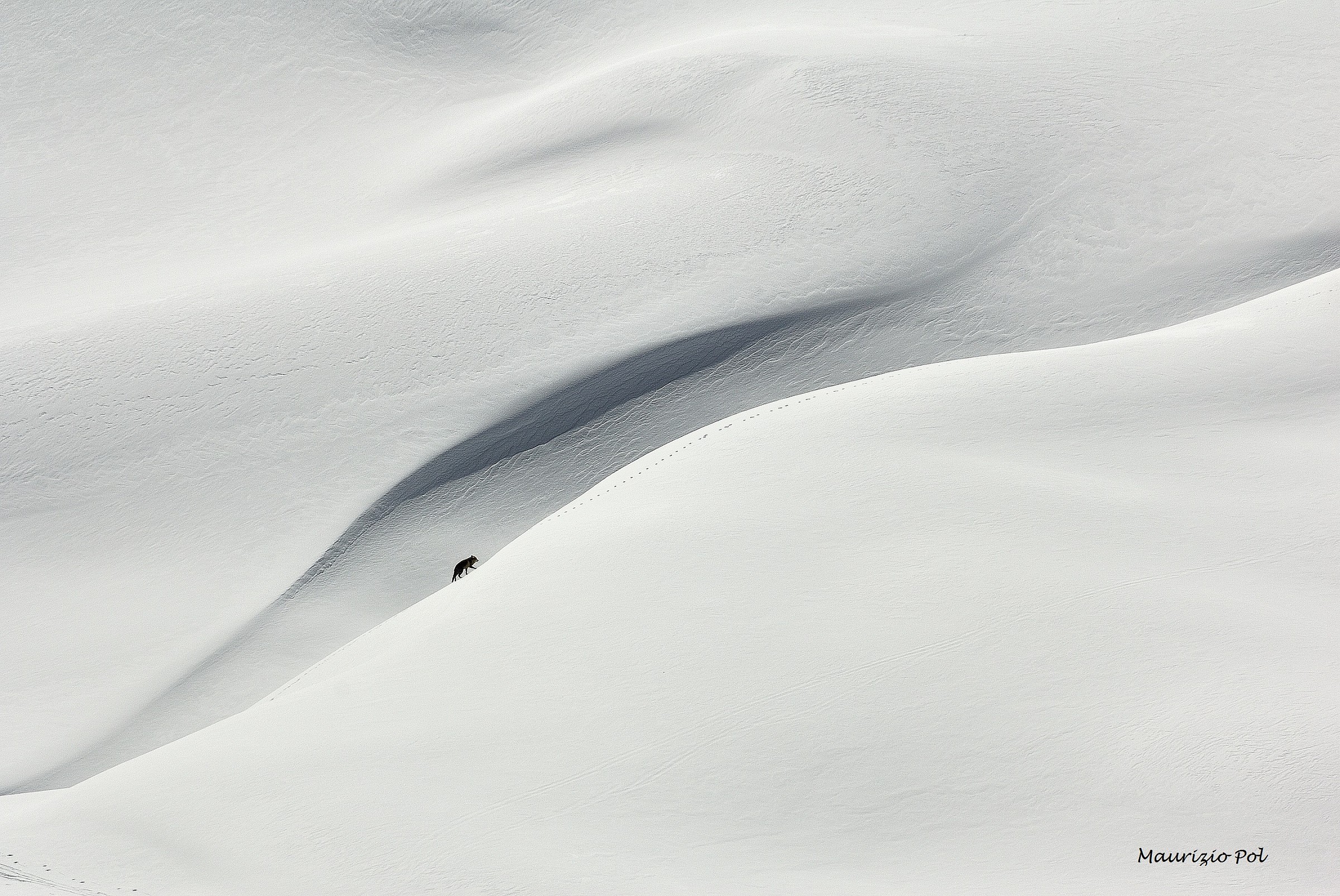 winter landscape with fox 1