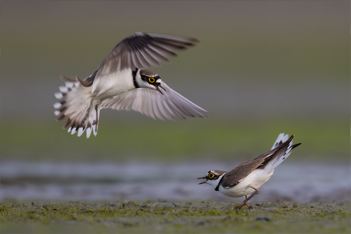 Little Ringed Plover