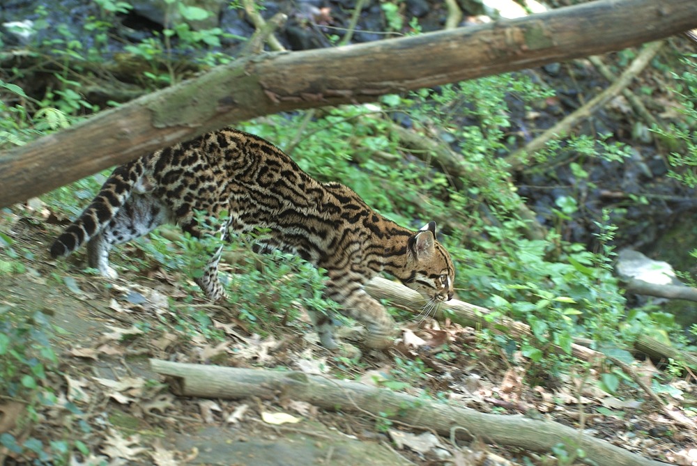 ocelot