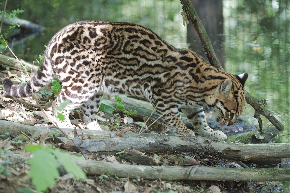 ocelot 2