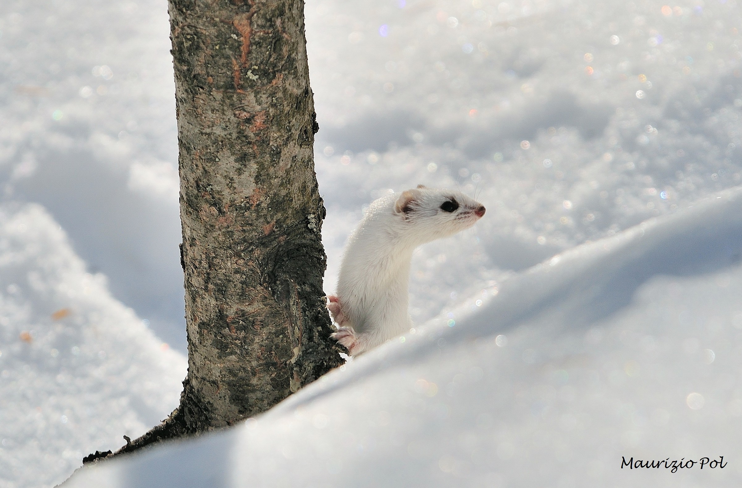 Ermine curious