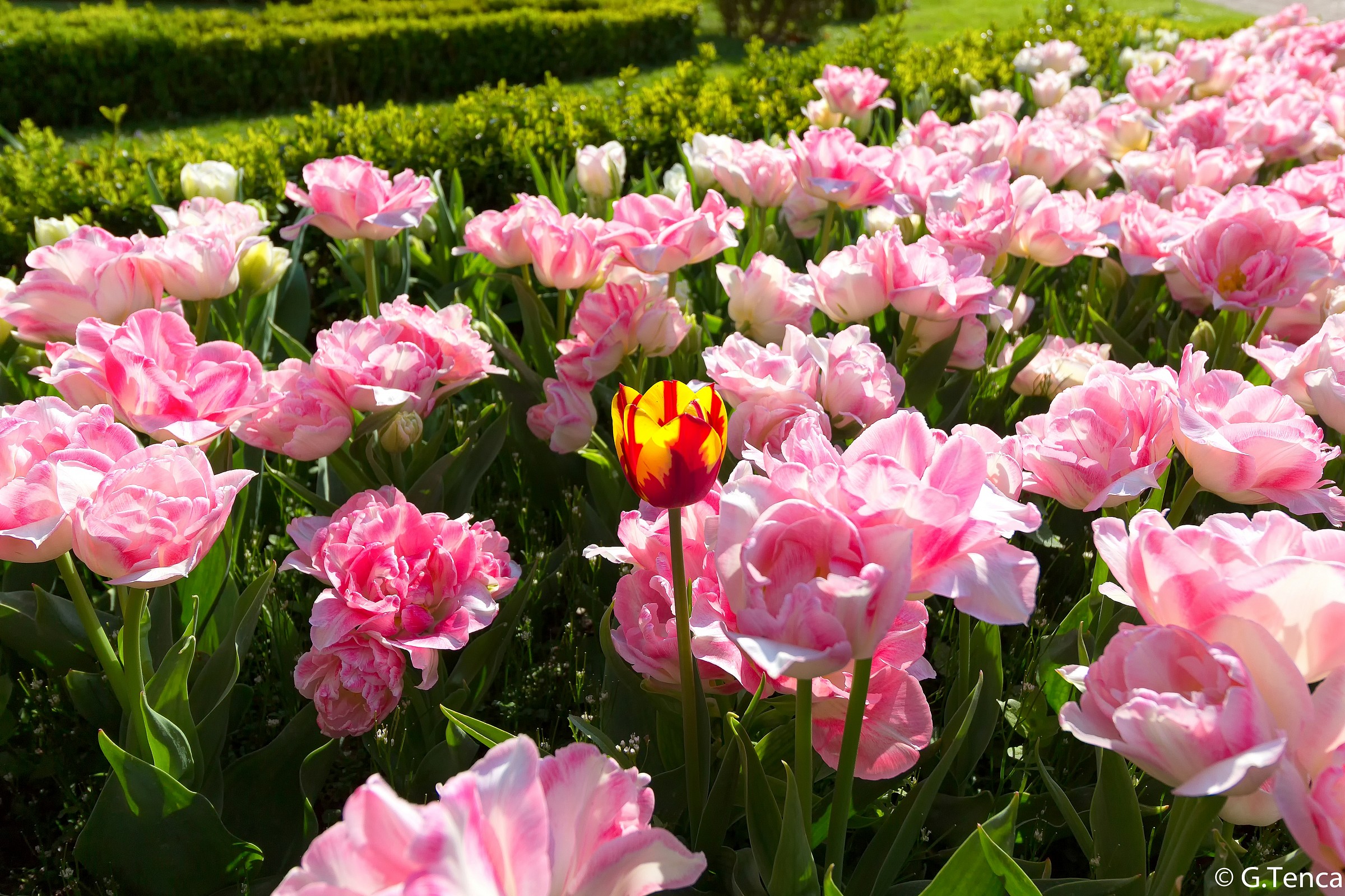 Better alone than badly accompanied ...