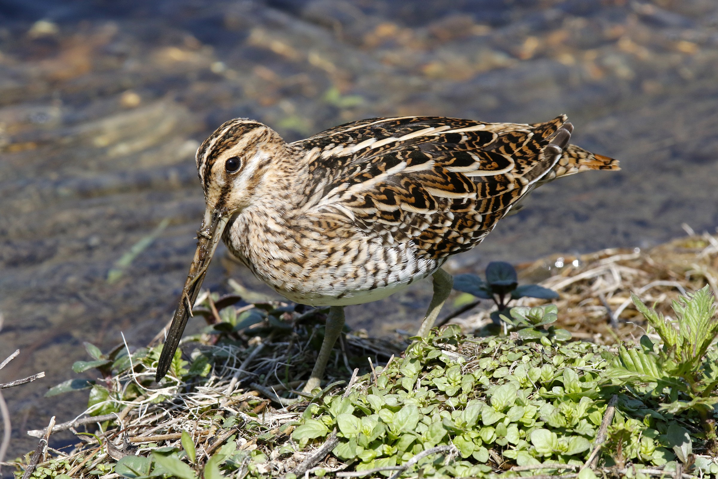 Snipe