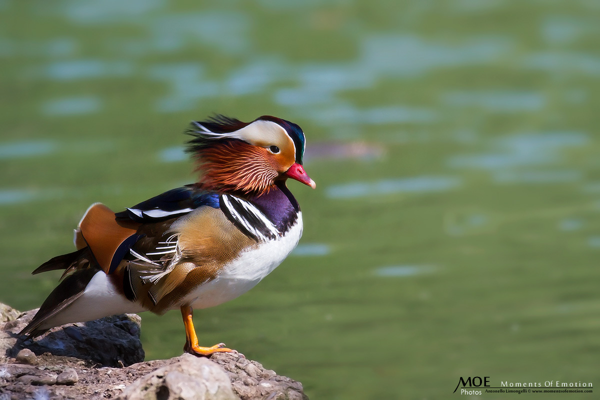 when the wind exacerbates the beautiful colors