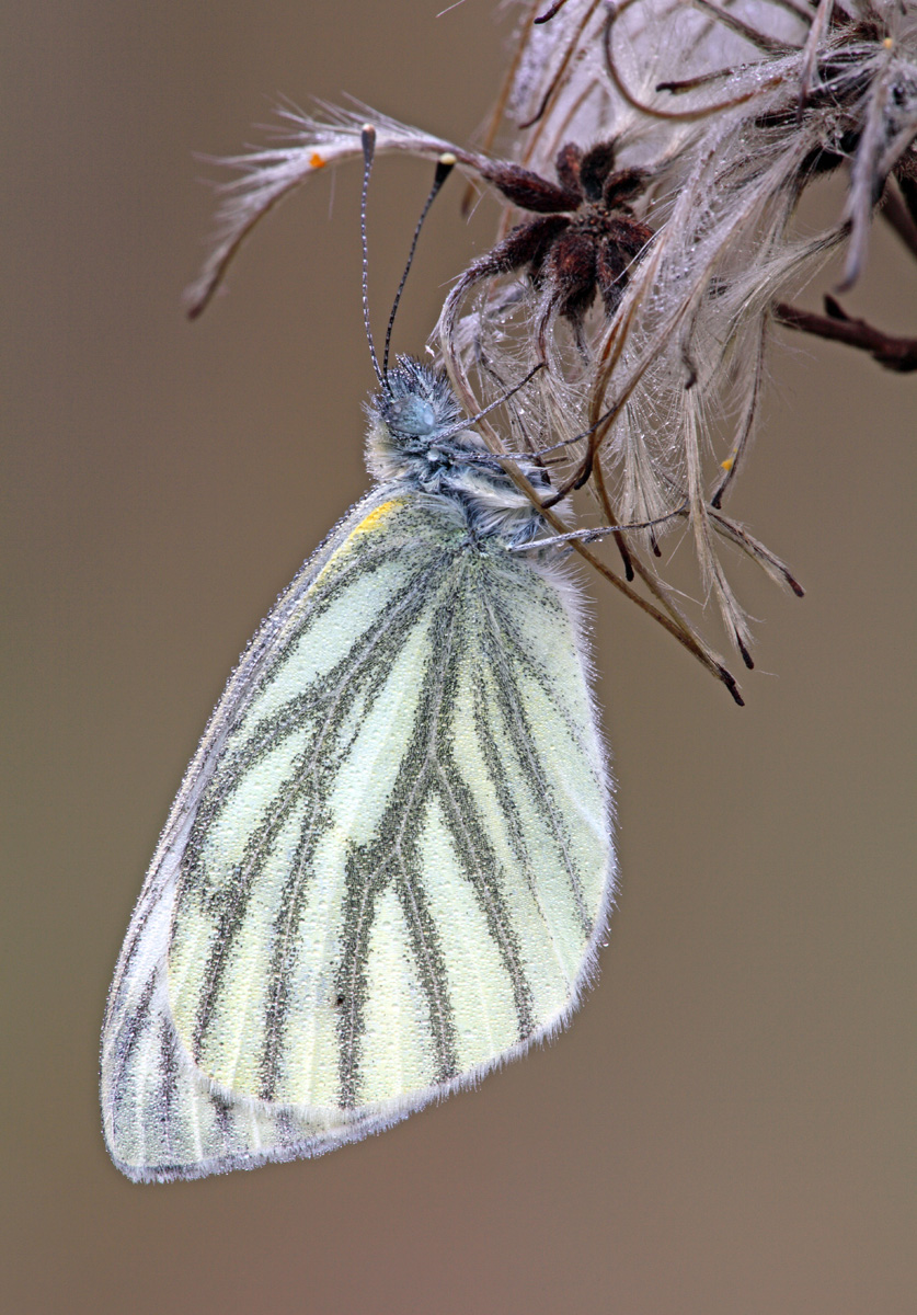 Pieris napi