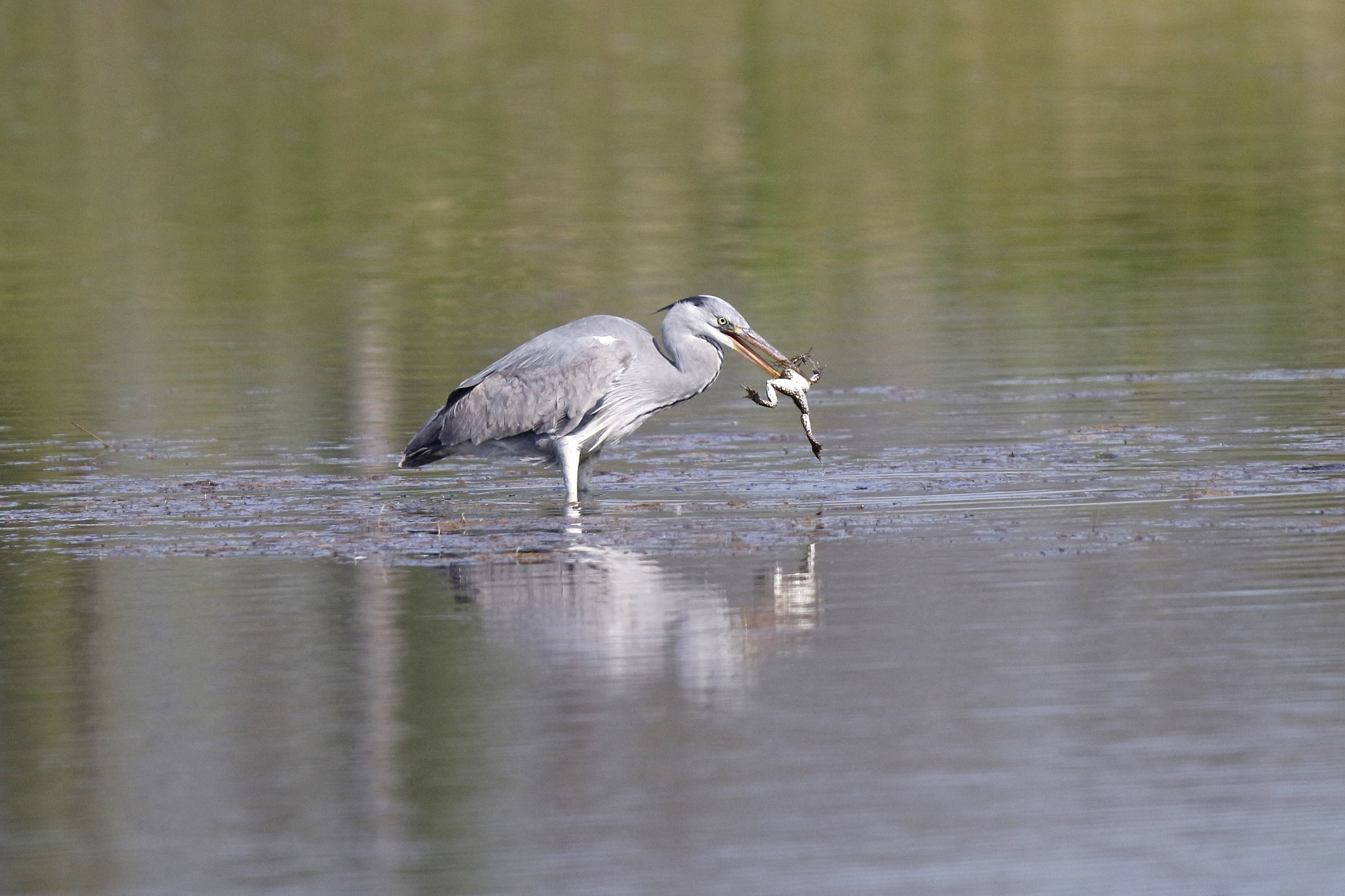 Grey Heron with prey