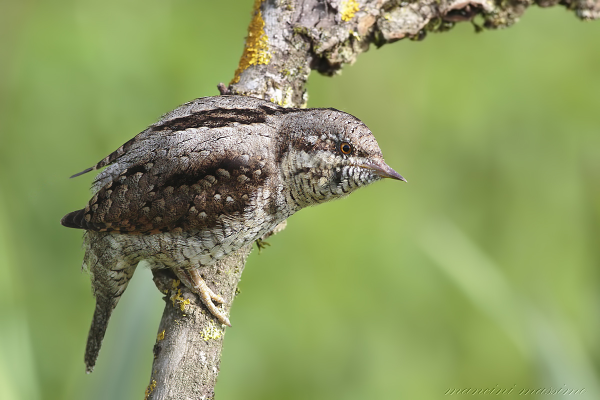 torcicollo(Jynx torquilla)