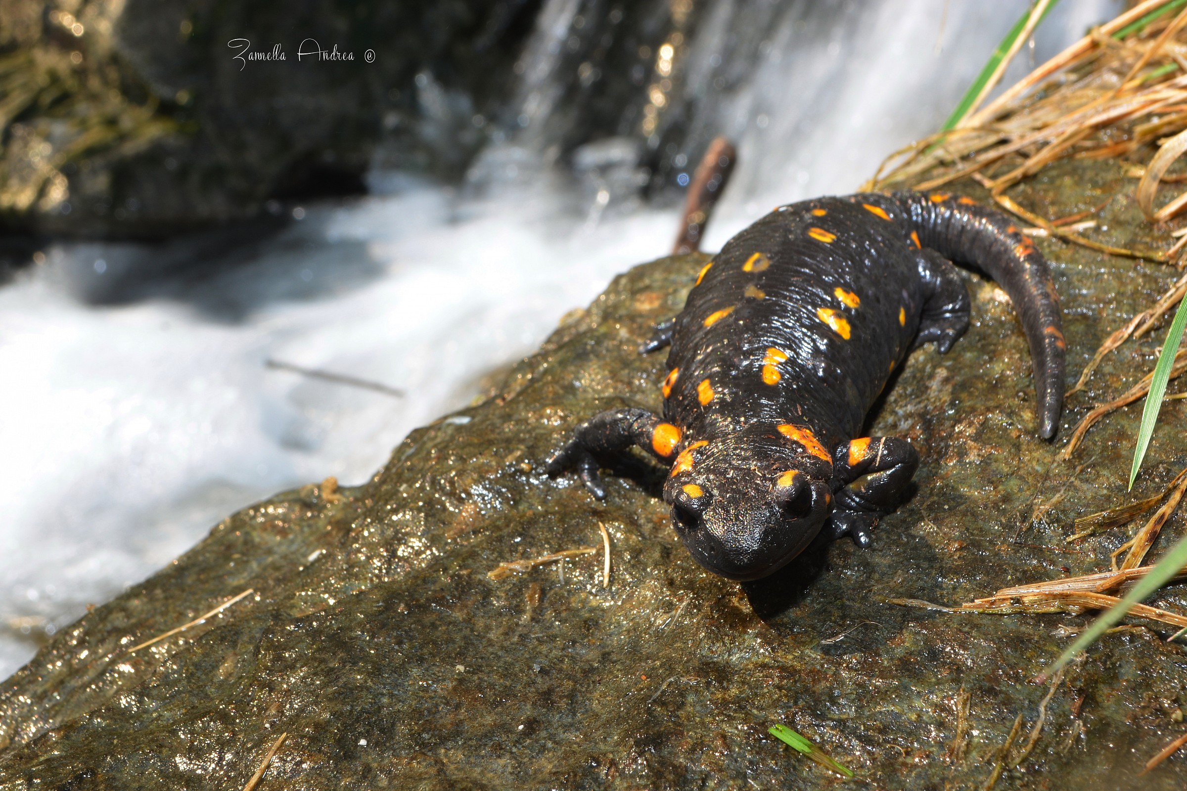 Salamandra